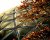 Autumn colours outside the Bloedel Conservatory in Vancouver's Queen Elizabeth Park.

When I took this last week, I had made a special trip up to Queen E park because, 'I never get up there'. My how things can change quickly in this life. Now, with our little emperor holding court at Women's Hospital just a few blocks away, I'll spending a lot of time in Queen Elizabeth park over the next several months and, it's already become my place to retreat and get some air.

I guess it's good I made the exploratory